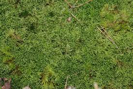 Attēlu rezultāti vaicājumam “Hypnum jutlandicum”