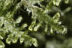 Attēlu rezultāti vaicājumam “Neckera complanata”