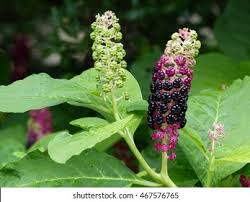 Attēlu rezultāti vaicājumam “Phytolacca acinosa fruit”