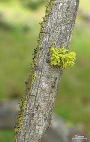 Attēlu rezultāti vaicājumam “Calicium viride”