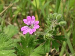 Attēlu rezultāti vaicājumam “Geranium molle flower”