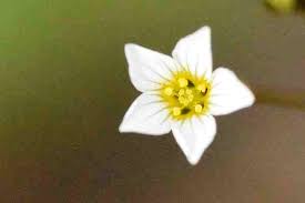 Attēlu rezultāti vaicājumam “Linum catharticum fruit”