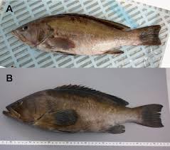 Image result for Epinephelus costae