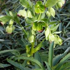 Image result for Helleborus foetidus