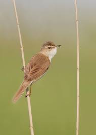 Image result for Acrocephalus agricola