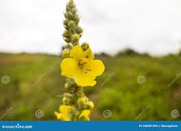 Attēlu rezultāti vaicājumam “Verbascum densiflorum leaf”