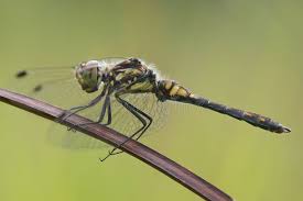 Attēlu rezultāti vaicājumam “Sympetrum danae”