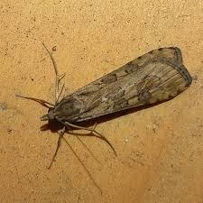 Attēlu rezultāti vaicājumam “Nomophila noctuella”