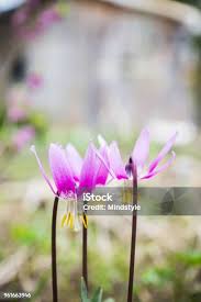 Attēlu rezultāti vaicājumam “Erythronium sibiricum flower”