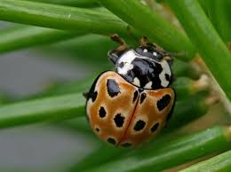 Attēlu rezultāti vaicājumam “Anatis ocellata”