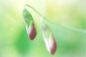 Attēlu rezultāti vaicājumam “Lathyrus latifolius bud”