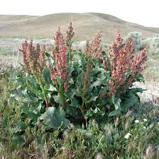 Attēlu rezultāti vaicājumam “Rumex”