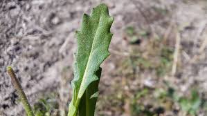 Attēlu rezultāti vaicājumam “Diplotaxis muralis leaf”