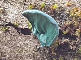 Attēlu rezultāti vaicājumam “Ptilidium pulcherrimum sporophyte”