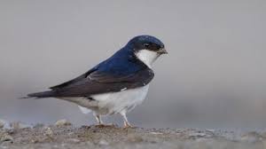 Attēlu rezultāti vaicājumam “Delichon urbicum”