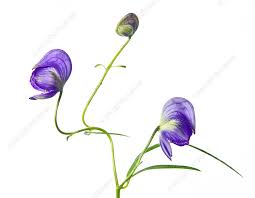 Attēlu rezultāti vaicājumam “Aconitum napellus bud”