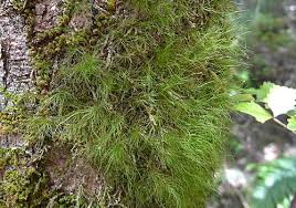 Attēlu rezultāti vaicājumam “Campylopus pyriformis sporophyte”