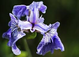 Image result for Iris