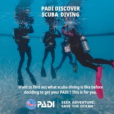 Image result for Robin Hood Dive School