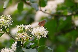 Attēlu rezultāti vaicājumam “Satyrium pruni underside”
