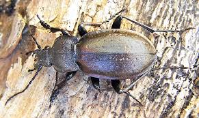Attēlu rezultāti vaicājumam “Carabus nemoralis”