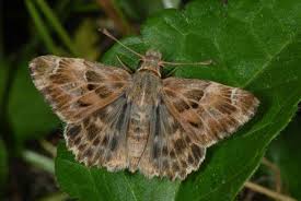 Attēlu rezultāti vaicājumam “Carcharodus floccifera”