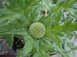 Attēlu rezultāti vaicājumam “Echinops sphaerocephalus leaf”