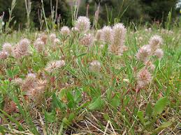 Attēlu rezultāti vaicājumam “Trifolium arvense fruit”