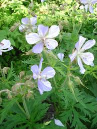 Attēlu rezultāti vaicājumam “Geranium pratense leaf”