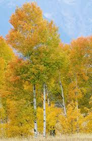 Attēlu rezultāti vaicājumam “Populus tremula”