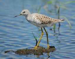 Attēlu rezultāti vaicājumam “Tringa stagnatilis adult”