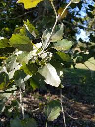 Attēlu rezultāti vaicājumam “Populus x canescens”