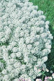 Image result for Alyssum diffusum