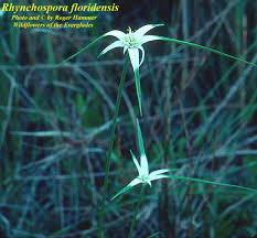 Attēlu rezultāti vaicājumam “Rhynchospora alba flower”