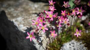 Image result for Steinbrech