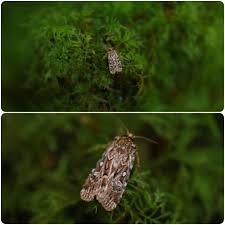 Attēlu rezultāti vaicājumam “Lycophotia porphyrea”