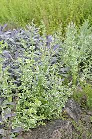 Attēlu rezultāti vaicājumam “Mentha x verticillata leaf”