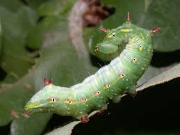 Attēlu rezultāti vaicājumam “Ptilodon capucina imago”