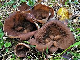 Attēlu rezultāti vaicājumam “Disciotis venosa”