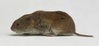 Attēlu rezultāti vaicājumam “Myodes glareolus”