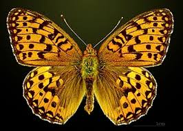 Attēlu rezultāti vaicājumam “Argynnis aglaja”