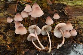 Attēlu rezultāti vaicājumam “Mycena belliarum”