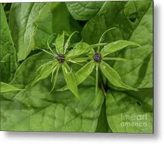 Attēlu rezultāti vaicājumam “Paris quadrifolia flower”