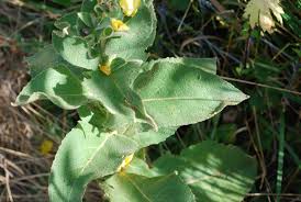 Image result for Verbascum phlomoides