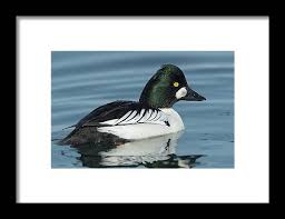 Attēlu rezultāti vaicājumam “Bucephala clangula”