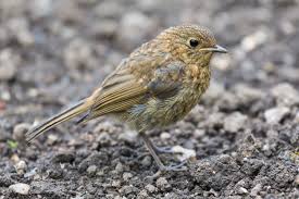 Attēlu rezultāti vaicājumam “Erithacus rubecula”