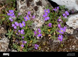 Attēlu rezultāti vaicājumam “Aubrieta deltoidea”