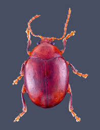 Attēlu rezultāti vaicājumam “Physarum bitectum macro”