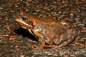 Attēlu rezultāti vaicājumam “Rana temporaria adult”