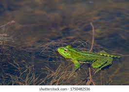Attēlu rezultāti vaicājumam “Pelophylax juvenile”